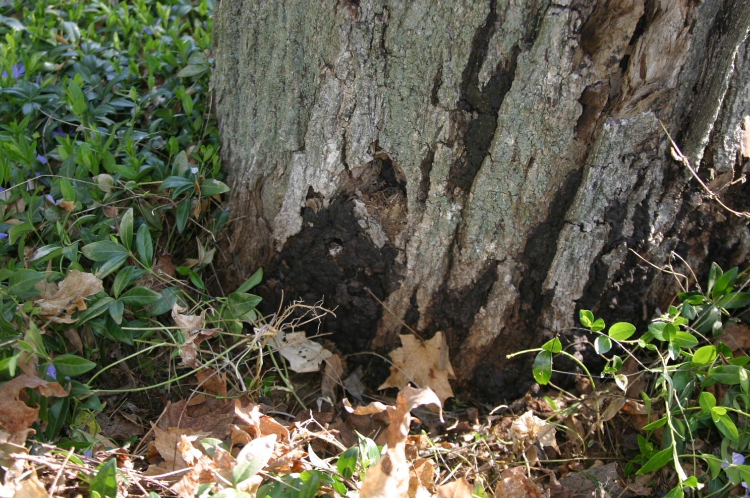 Photograph 5. Black, crusty fruiting of an annual fruiting fungus that does not produce a conspicuous conk or mushroom. Some of the fungi with black crusty fruiting produce round or finger like fruiting structures.