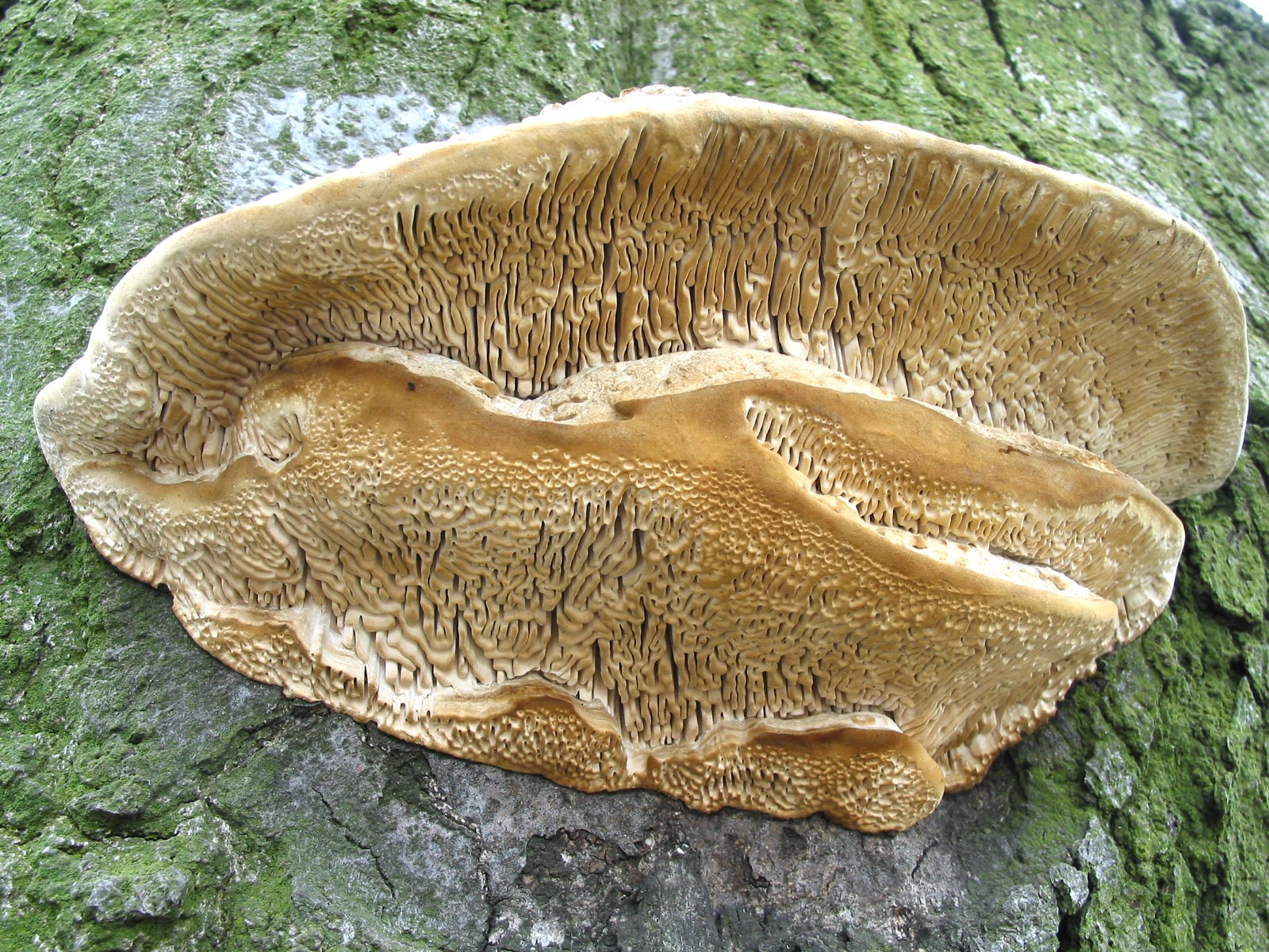 Photograph 6. Maze-like or daedaloid spore bearing layer of the fungus Daedalia quercina.