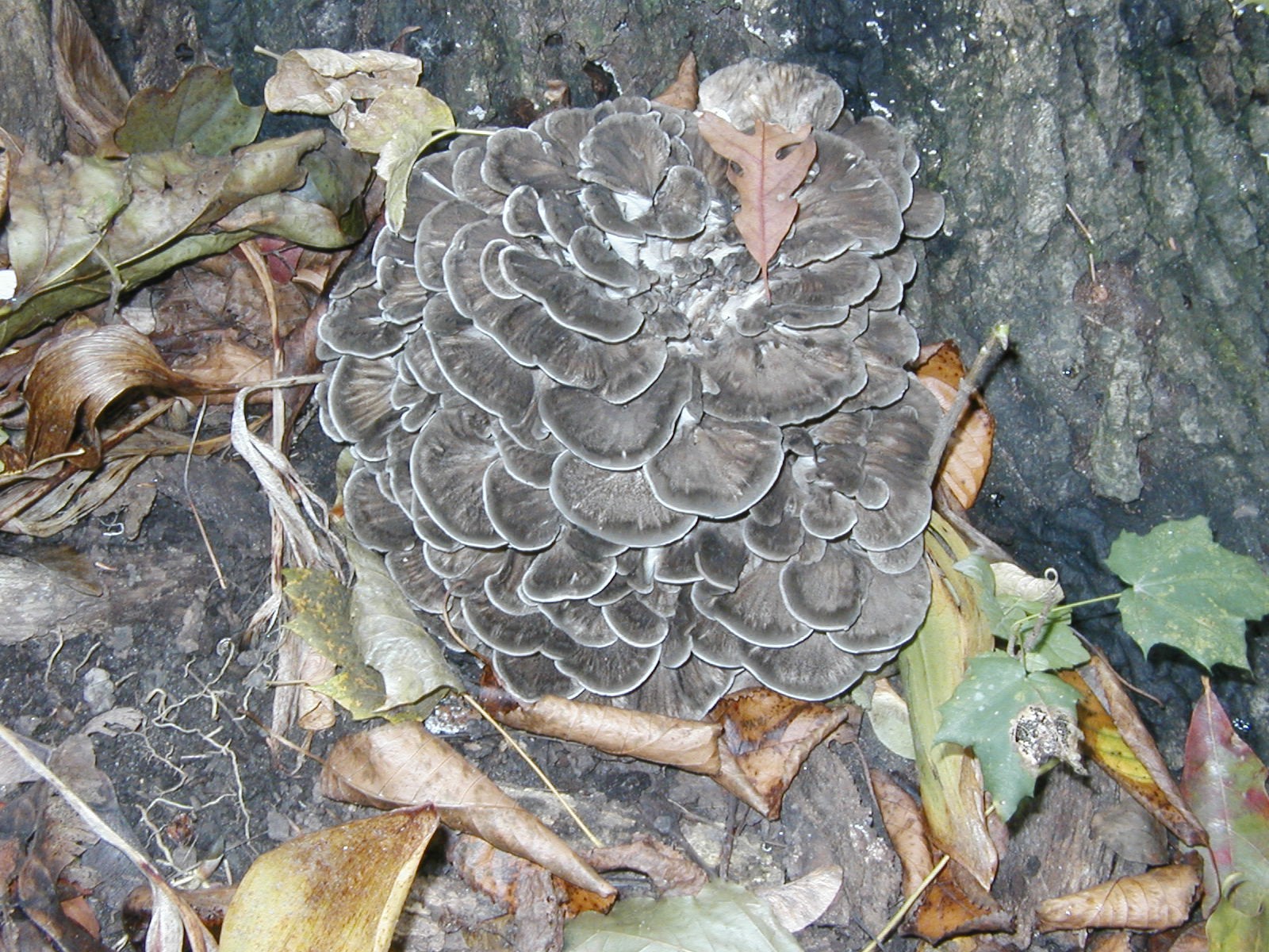 Photograph 6. Fleshy fruiting of Grifola frondosa.