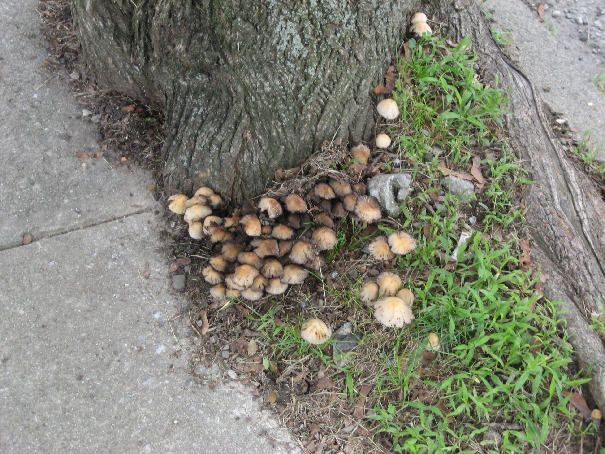 Coprinus species