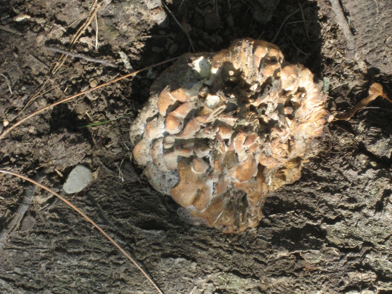 Grifola frondosa Wood Decay Fungi of Living Trees