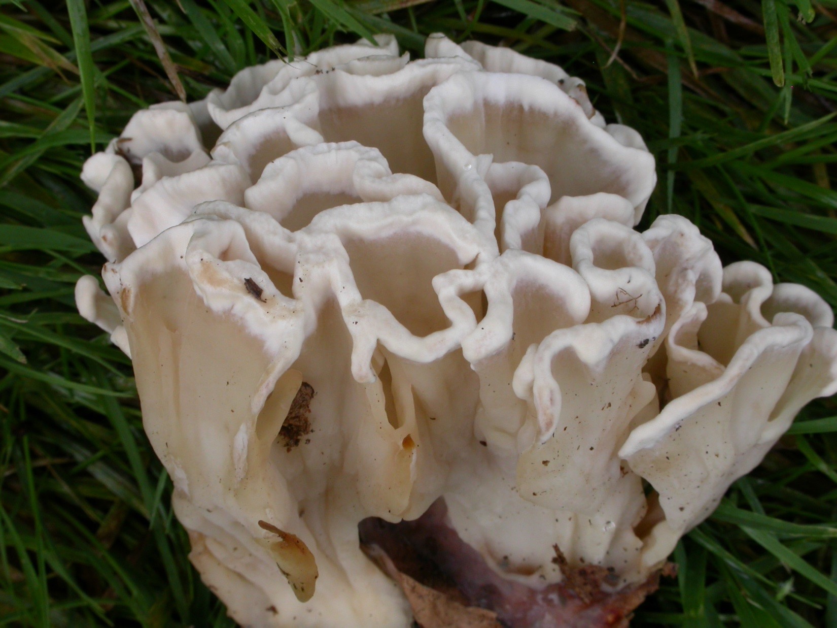 Photograph 7. Smooth spore bearing layer on the annual fronds of the fungus Sparassisus.