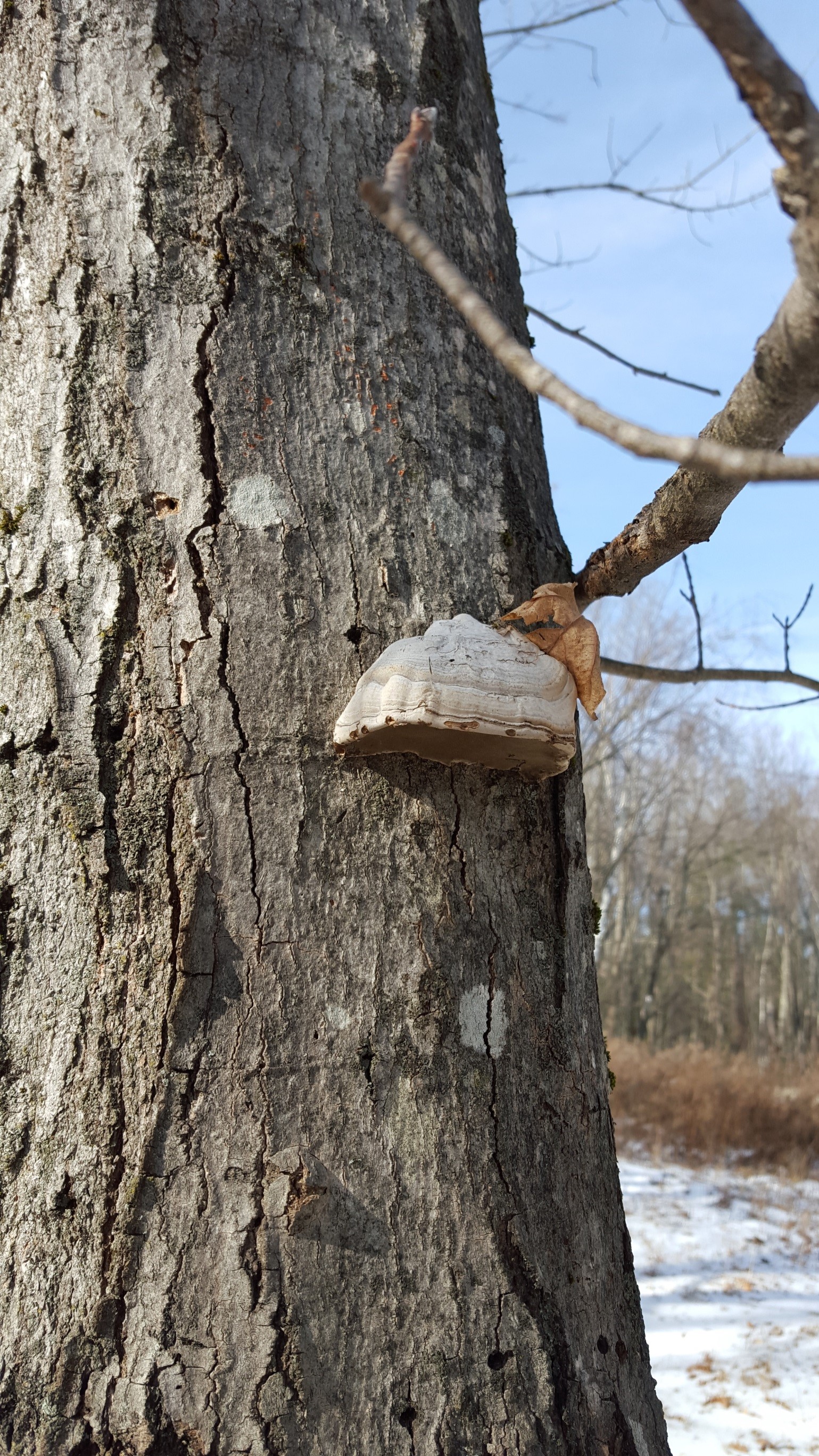 Photograph 7. Hoof-shaped conk of a perennial wood decay fungus. These conks are difficult to remove by hand without substantial downward force being applied.