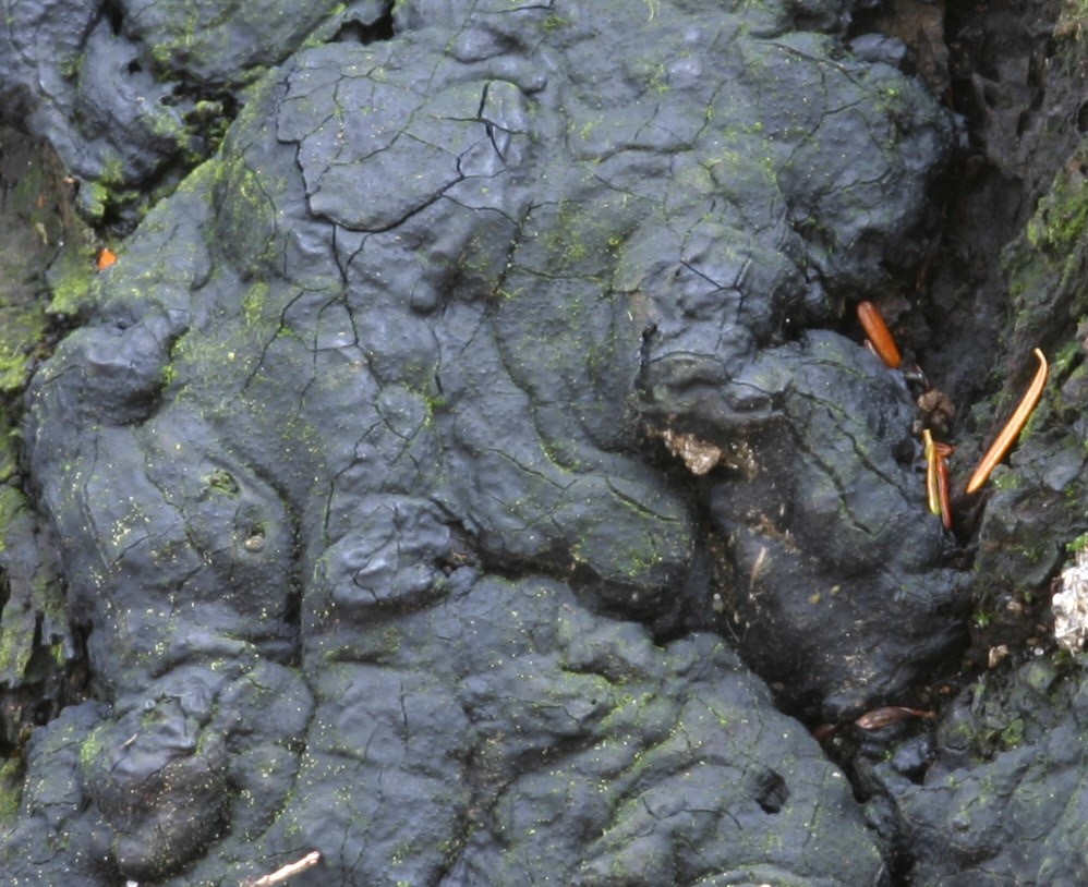 Photograph 8. Smooth spore producing layer of the fungus Kretzschmaria deusta. Not e if you look closely the small bumps on the surface of the black fungal material contain the embedded spore producing structures of the fungus.