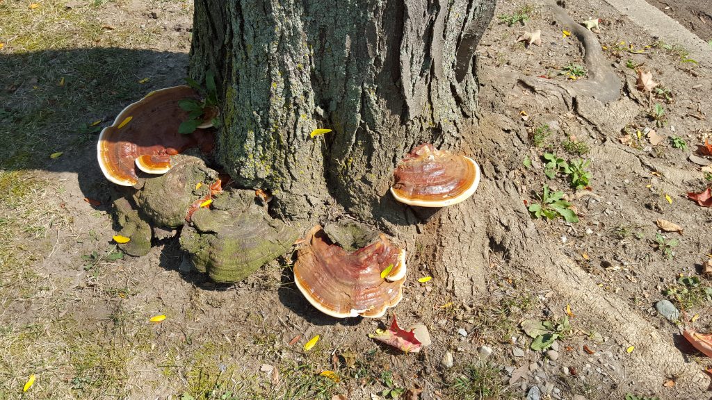 Ganoderma sessile