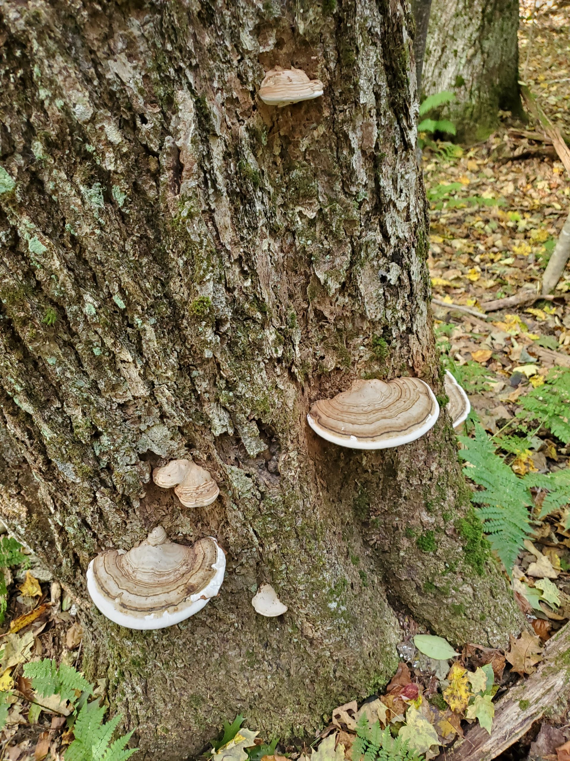 Ganoderma applanatum