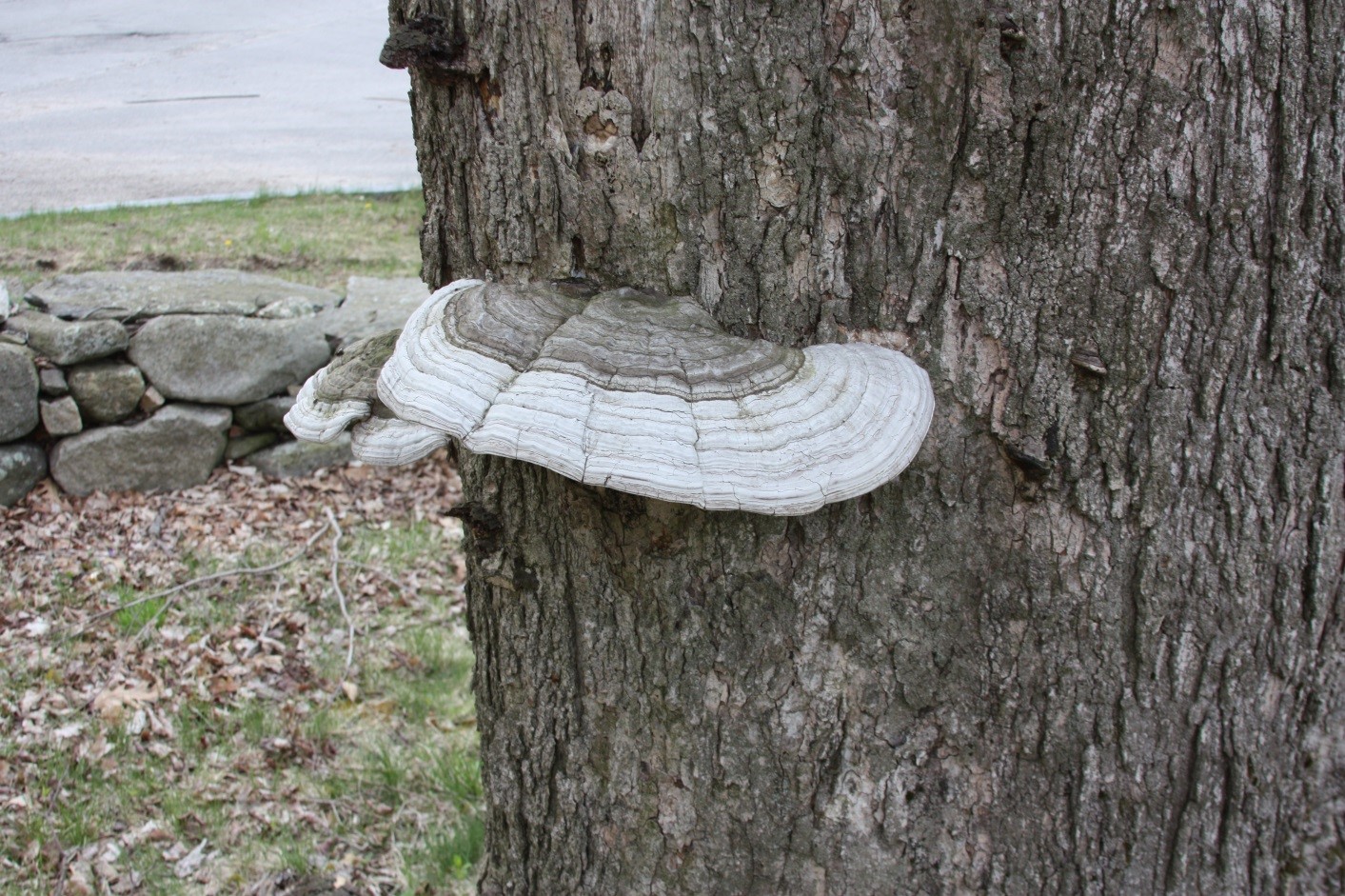 Photograph 8. Flattened or applanate conk of a perennial wood decay fungus. Note the ridges or rings on the conk indicating each year’s growth of a new pore layer.