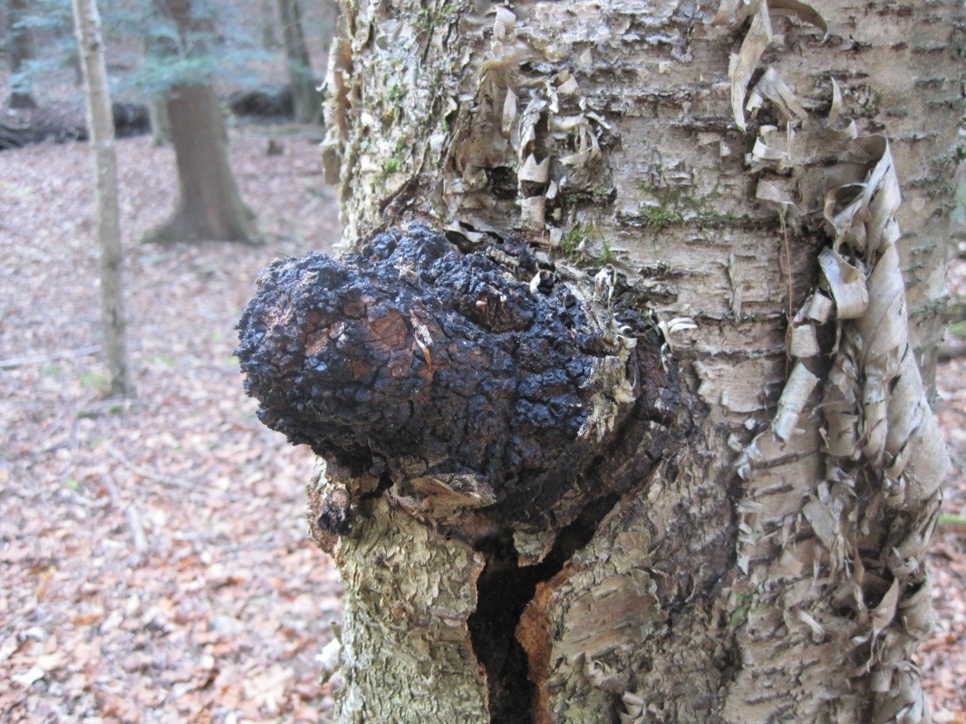 Photograph 9. Black, cinder-like sterile conk of Inonotus obliquus.