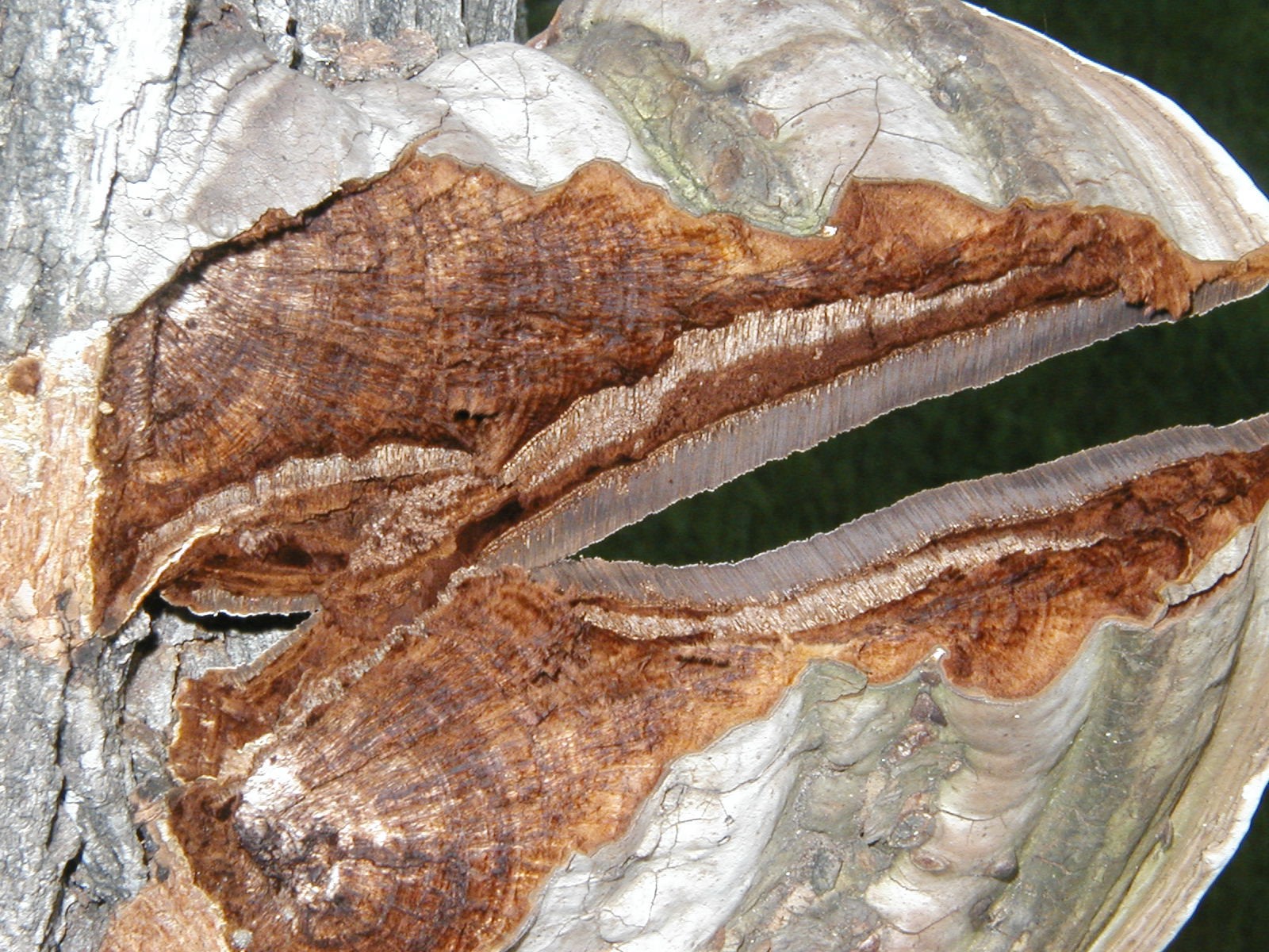 Photograph 9. Splitting a perennial conk to show the previous year’s pore layers that have been covered over by growth of a new pore layer. This conk is several years old. Red arrow points to current year’s pore layer and the green and yellow arrows previous year’s pore layers that are now filled with fungal growth.