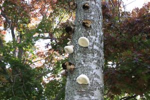 Fomitopsis betulina