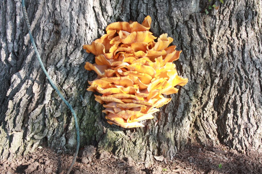 Omphalotus illudens