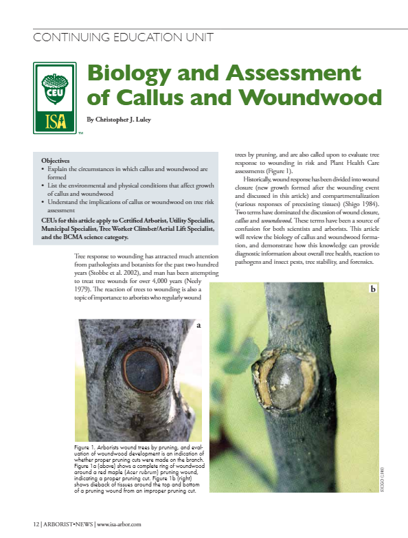 Biology Callus and woundwood