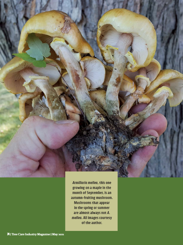 Biology Here Come the Basidiocarps_ Seasonal Fruiting of Decay Fungi