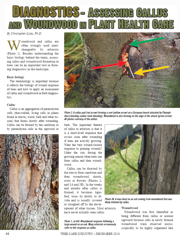 Biology Wound wood evaluation