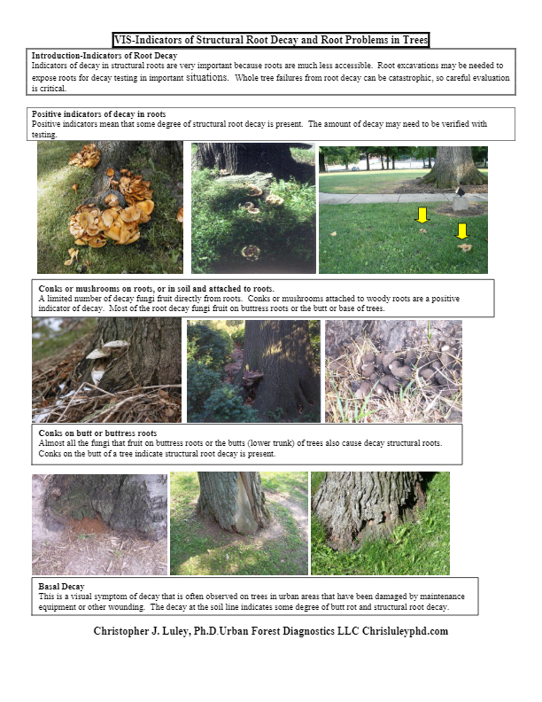 Indicators of Root Decay